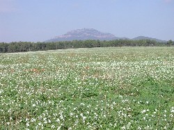 Torrebonica per tothom Pep.jpg